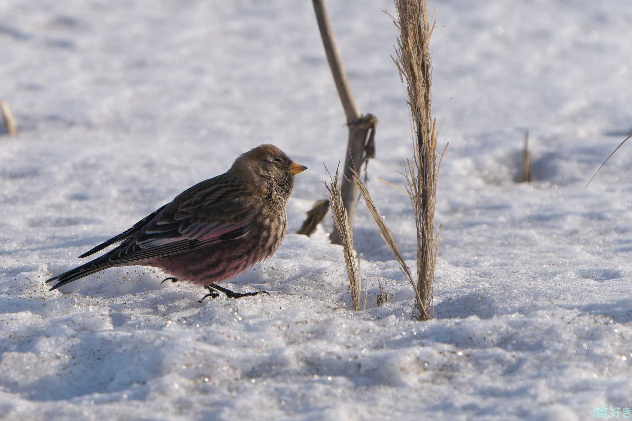 Asian Rosy Finch