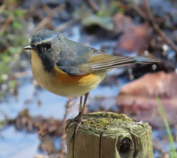 Red-flanked Bluetail Yatoyama Park Fri, 2/9/2024