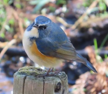 Red-flanked Bluetail Yatoyama Park Fri, 2/9/2024