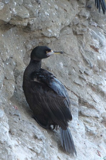 2024年2月5日(月) 納沙布岬の野鳥観察記録