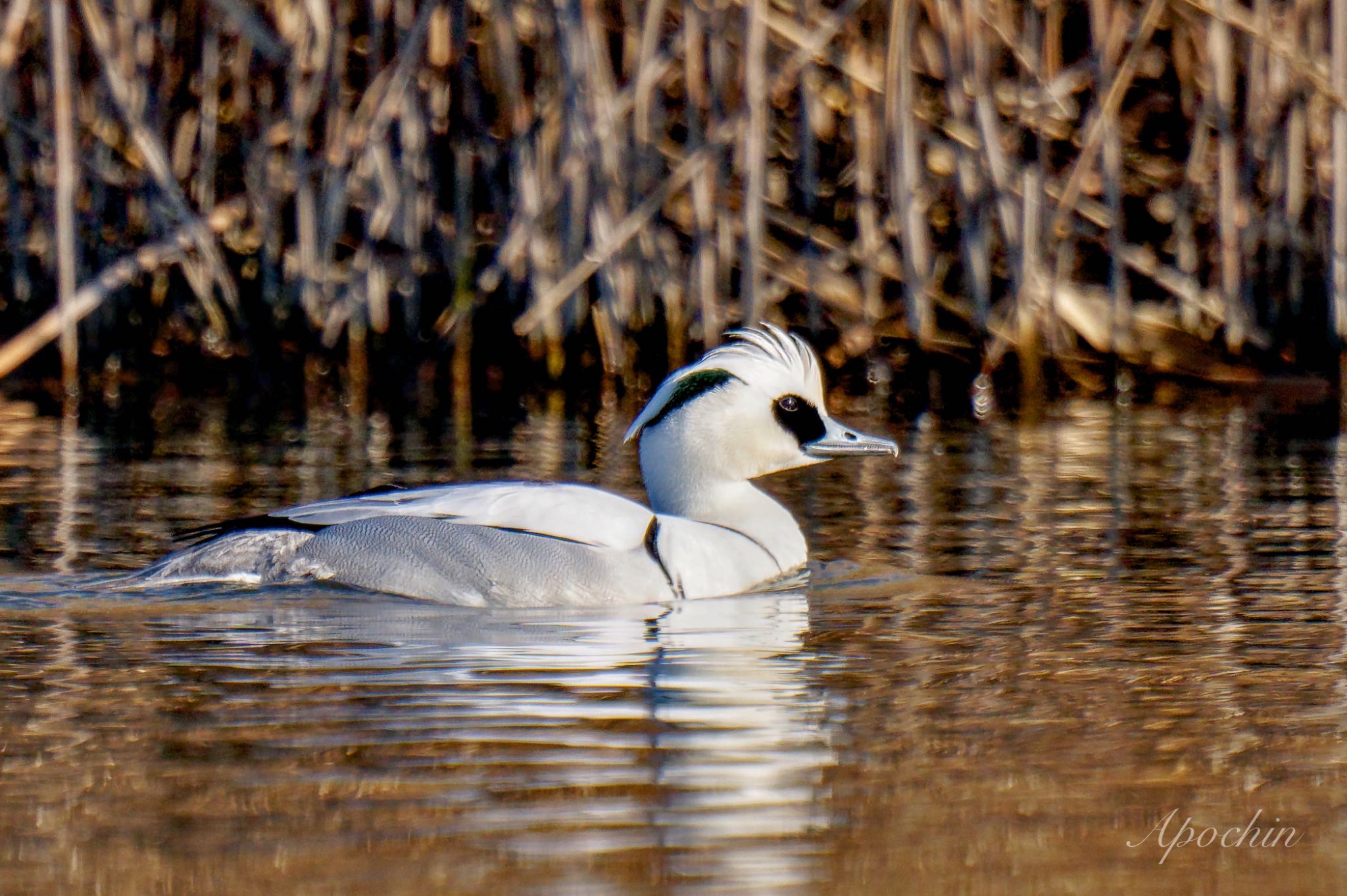 Photo of Smew at Shin-yokohama Park by アポちん