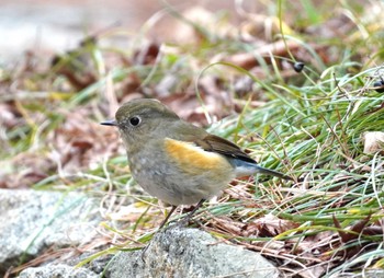 Red-flanked Bluetail 再度公園 Sun, 2/11/2024