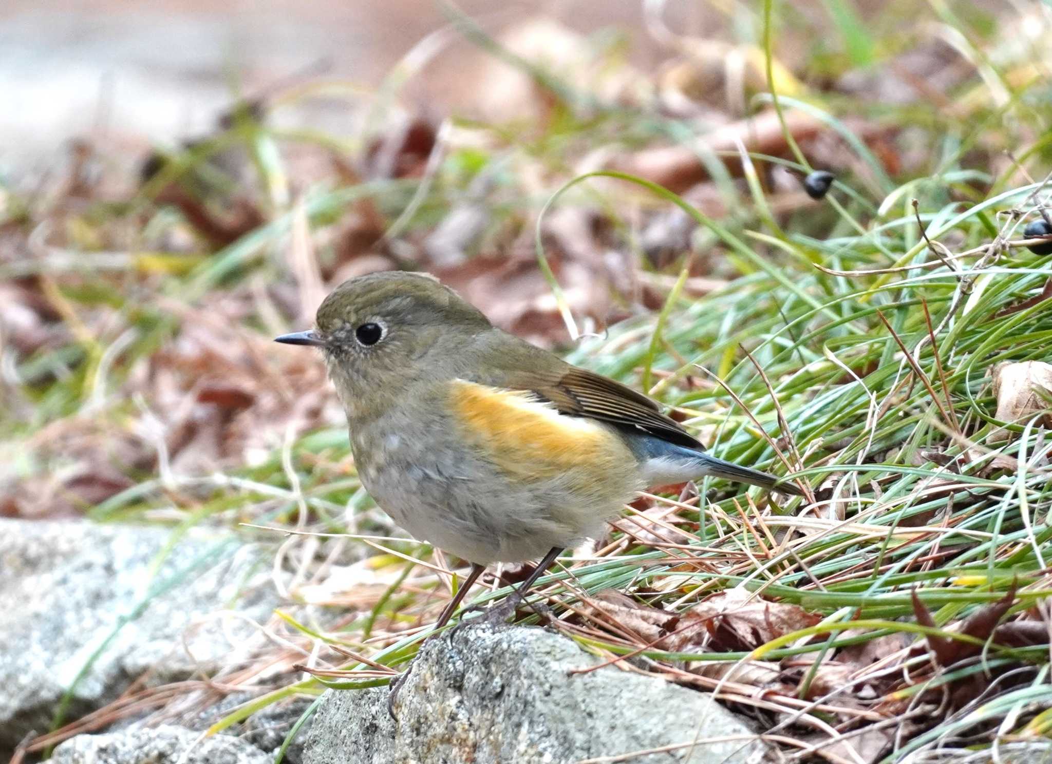 Red-flanked Bluetail