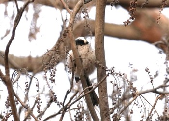 2024年2月11日(日) 再度公園の野鳥観察記録