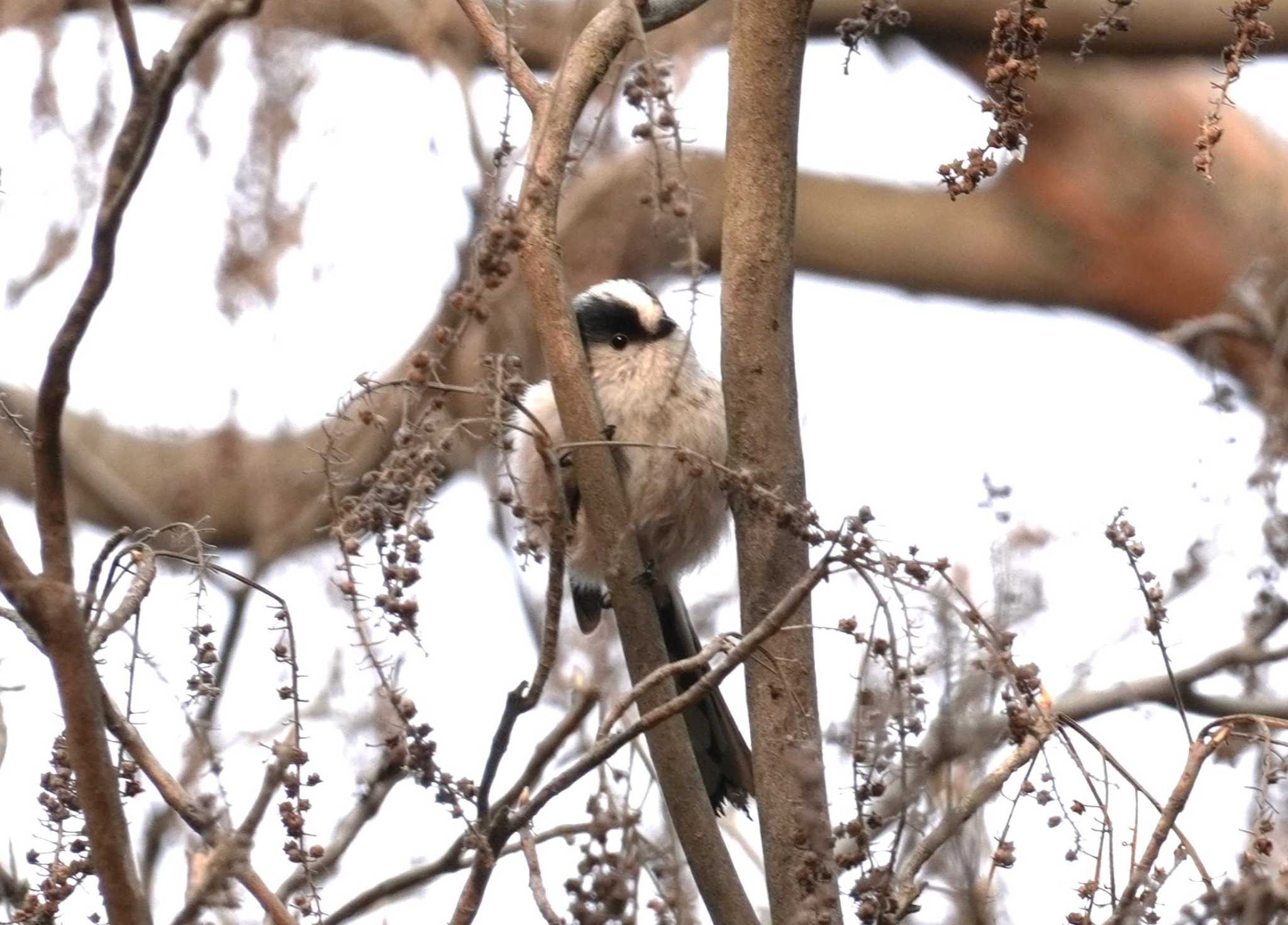 Long-tailed Tit