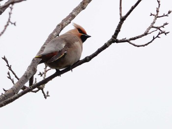 Bohemian Waxwing 稲佐山公園 Wed, 2/14/2024