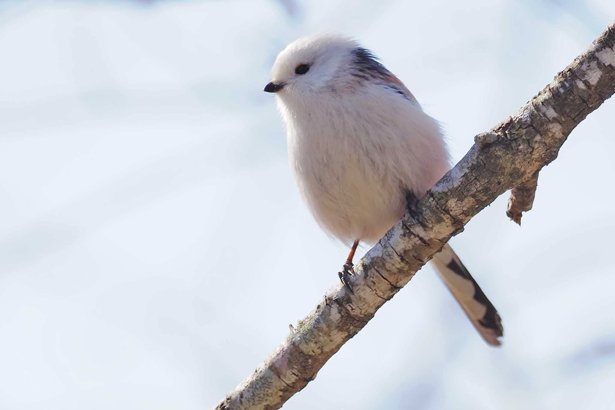 Long-tailed tit(japonicus)