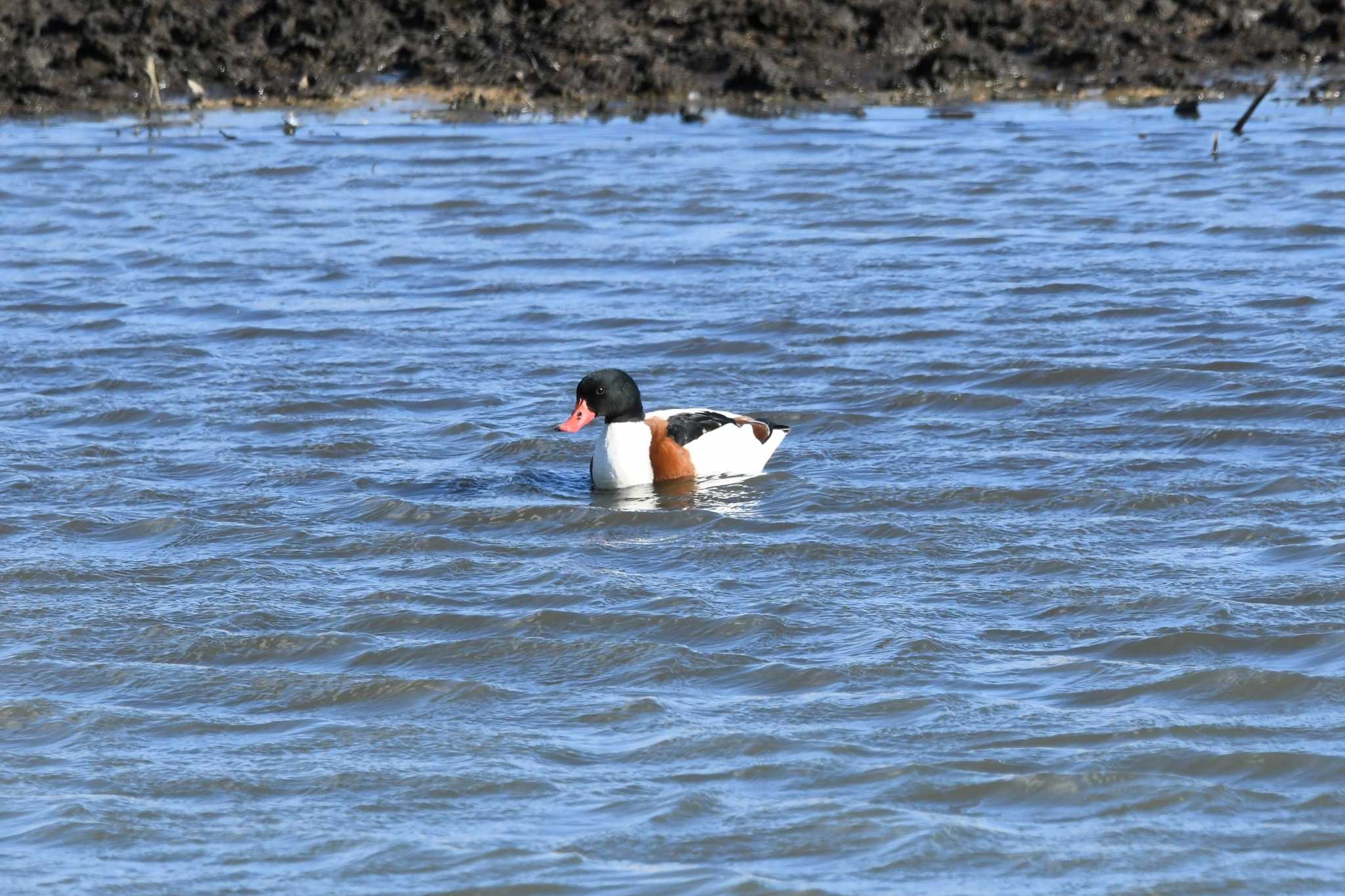 Common Shelduck