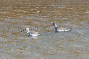 Mon, 1/8/2024 Birding report at Watarase Yusuichi (Wetland)