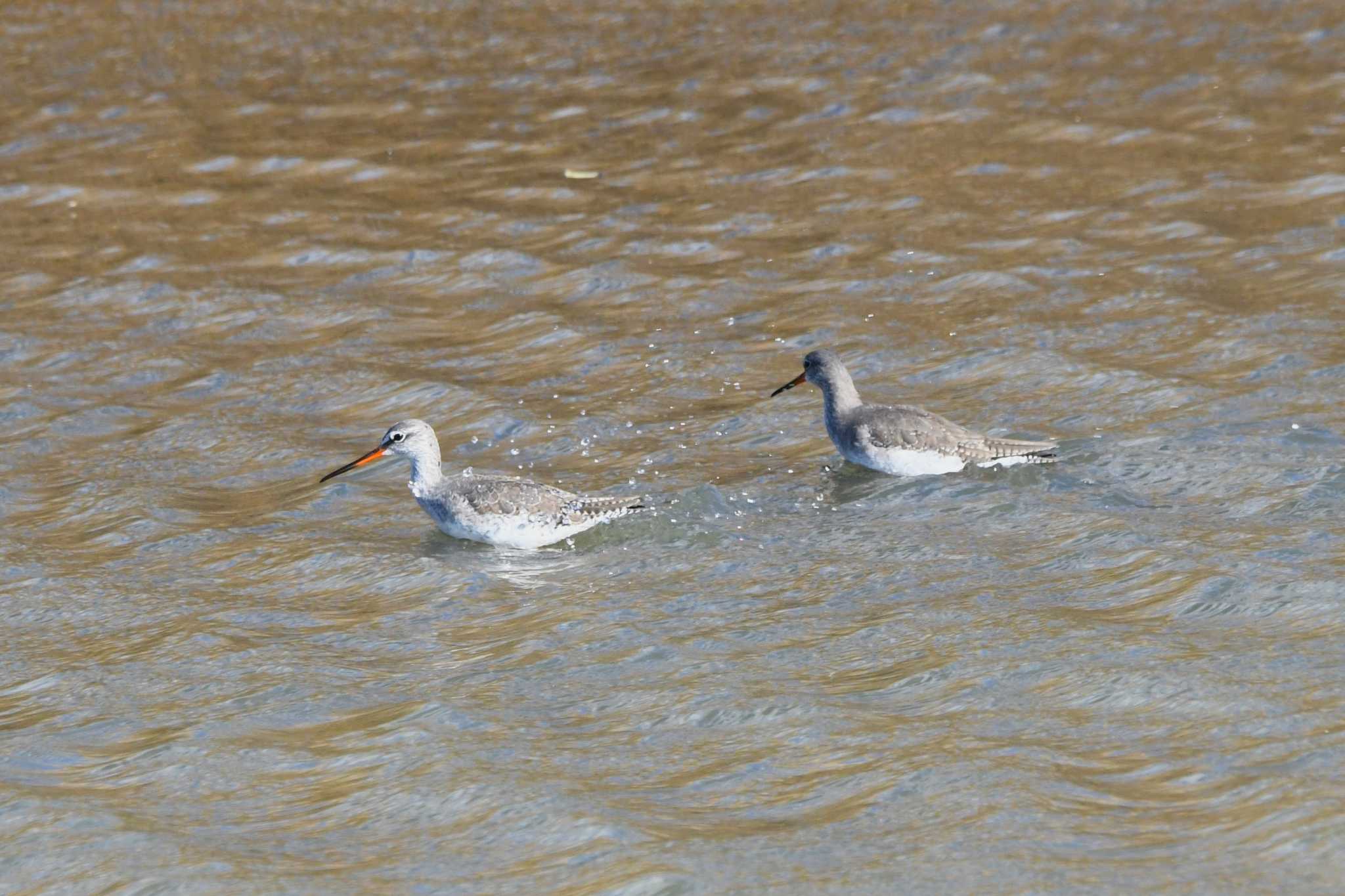 Spotted Redshank