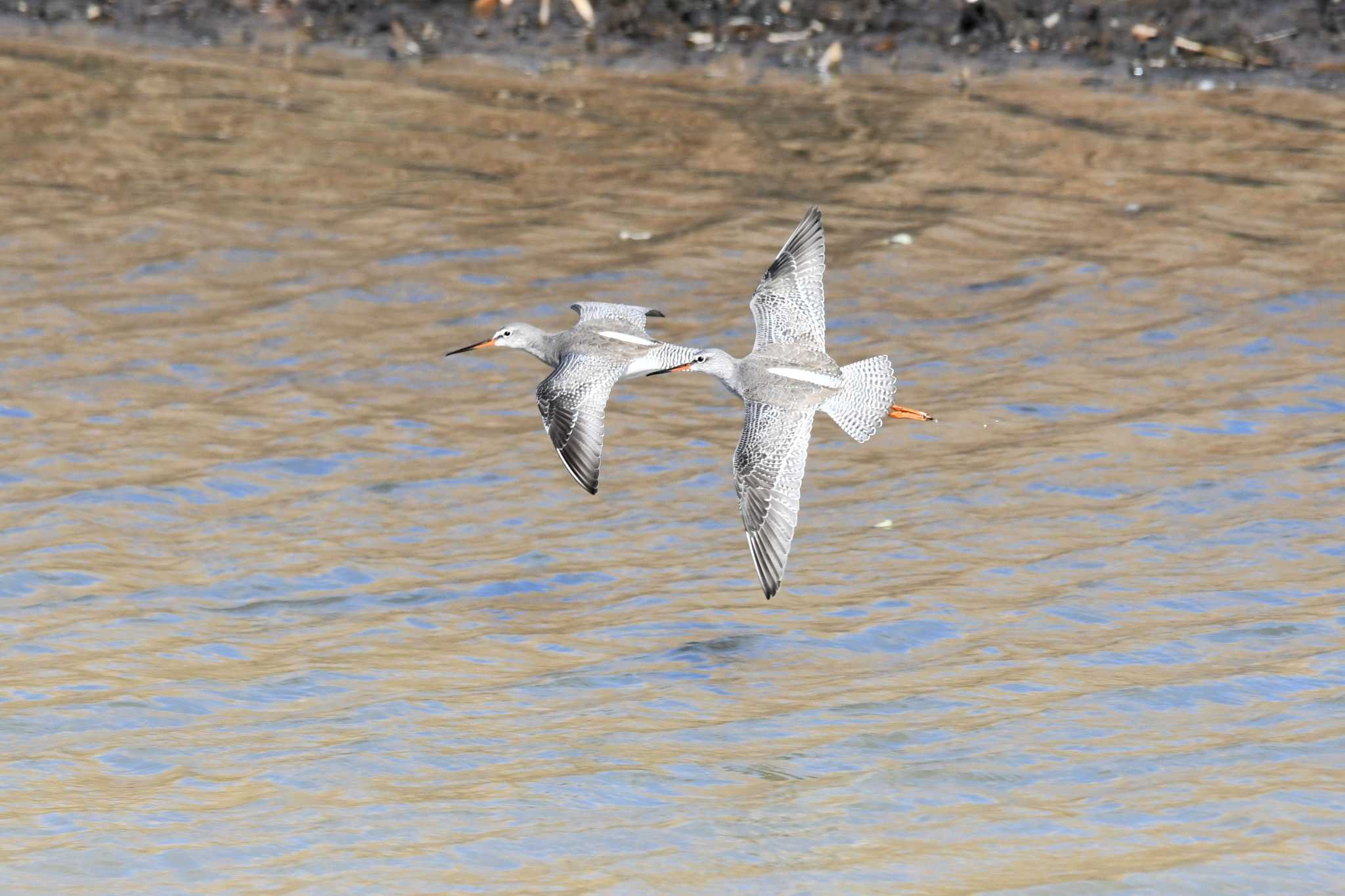 Spotted Redshank