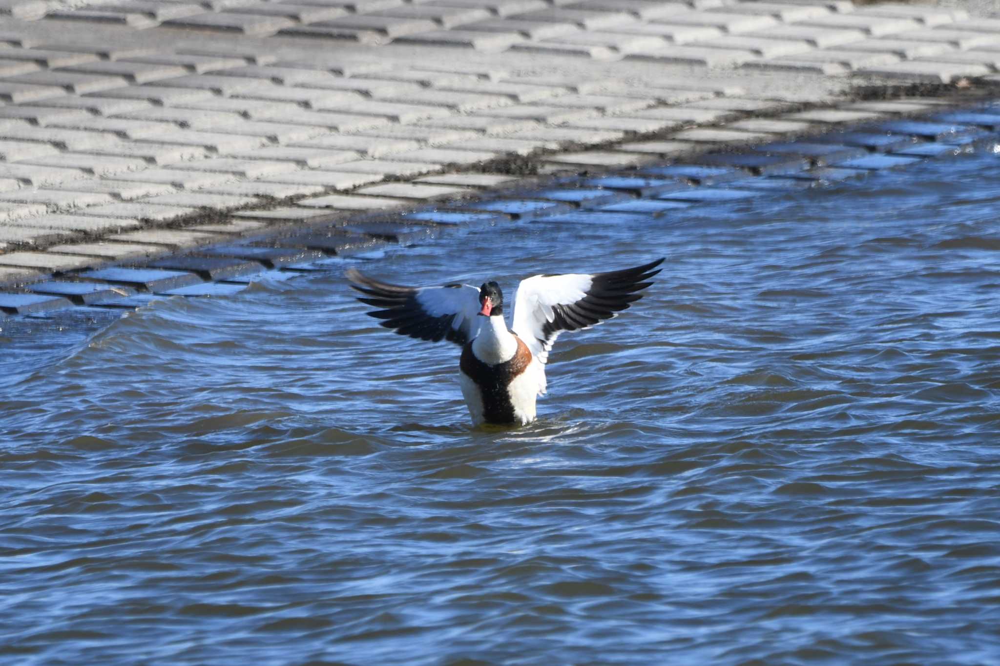 Common Shelduck