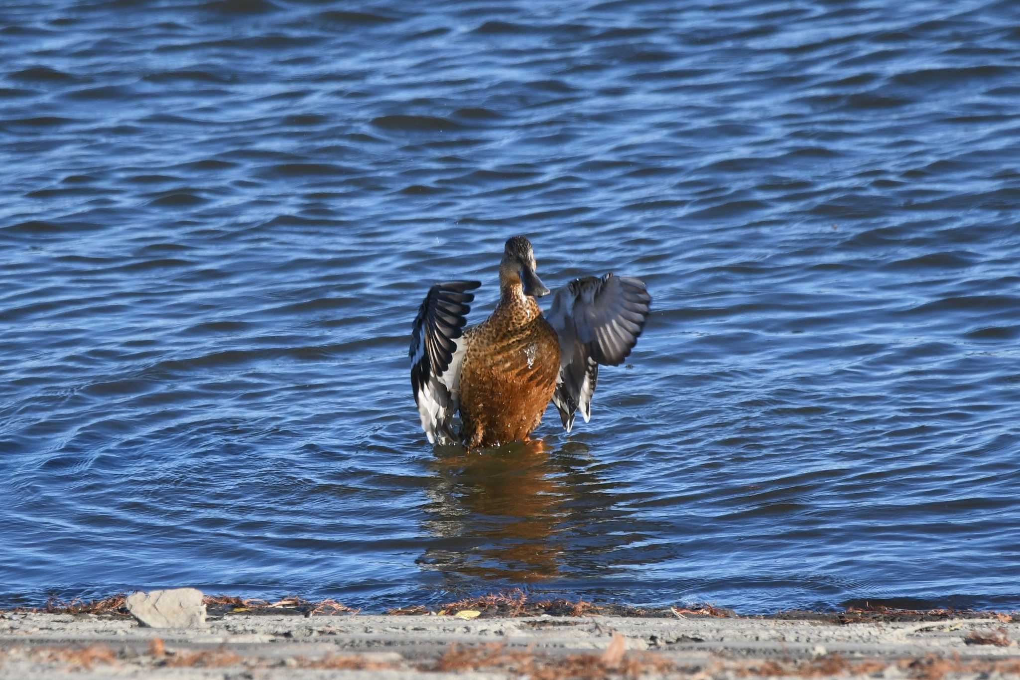 Northern Shoveler