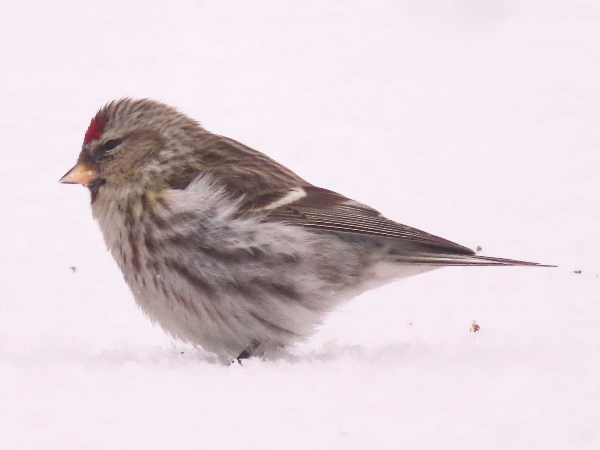 Photo of Common Redpoll at Makomanai Park by ゆ