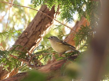 2024年1月14日(日) 秋ヶ瀬公園(野鳥の森)の野鳥観察記録