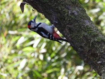 Great Spotted Woodpecker 秋ヶ瀬公園(野鳥の森) Sun, 1/14/2024