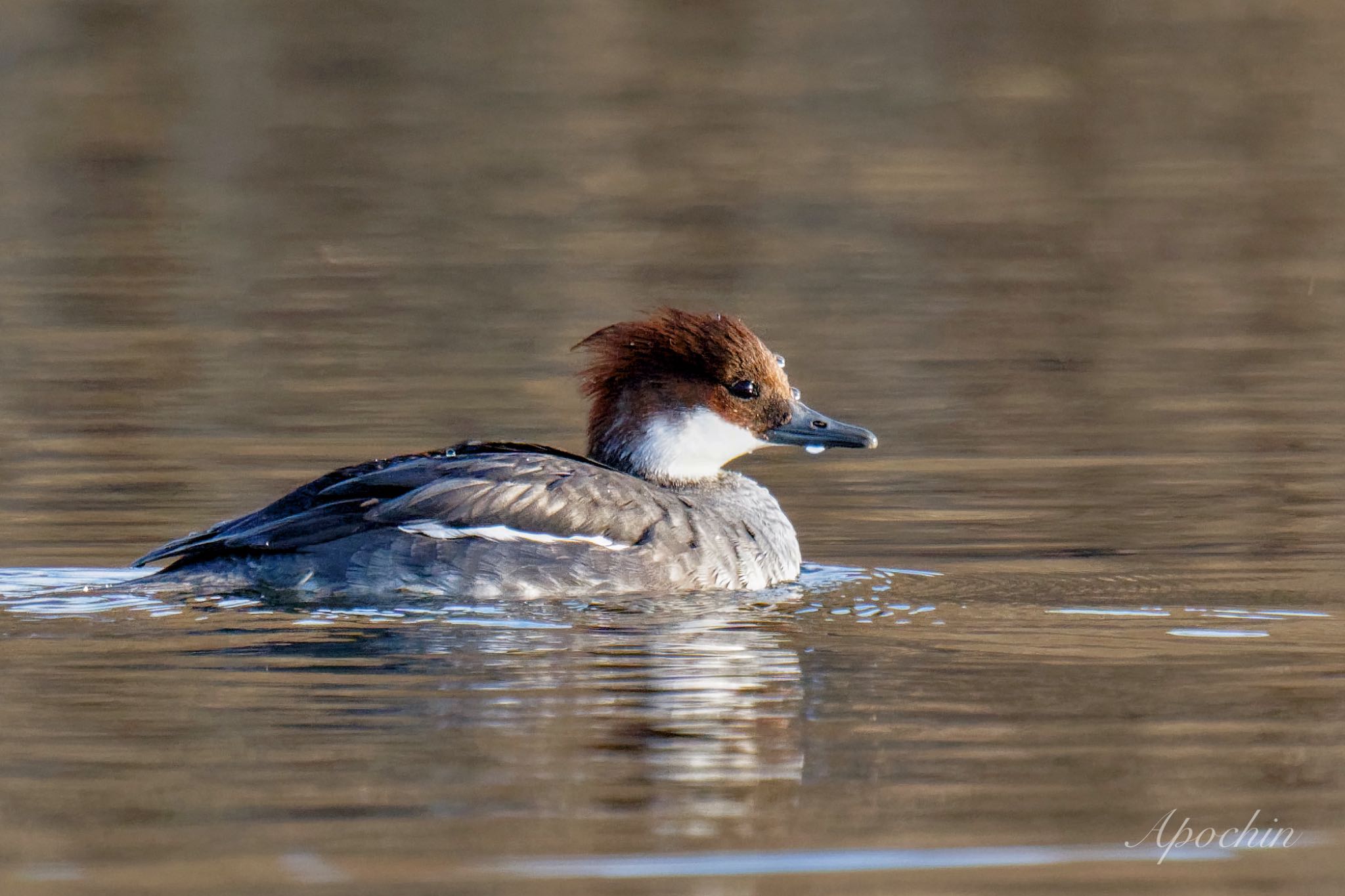 Smew