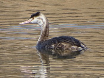 カンムリカイツブリ 新横浜公園 2024年2月14日(水)