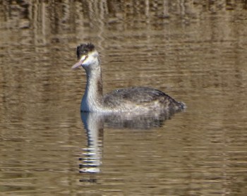 カンムリカイツブリ 新横浜公園 2024年2月14日(水)