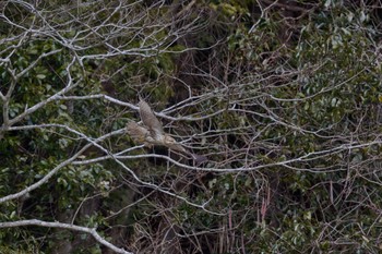 Eastern Buzzard 奈良県 Mon, 2/12/2024