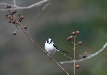 エナガ 馬見丘陵公園 2024年2月12日(月)