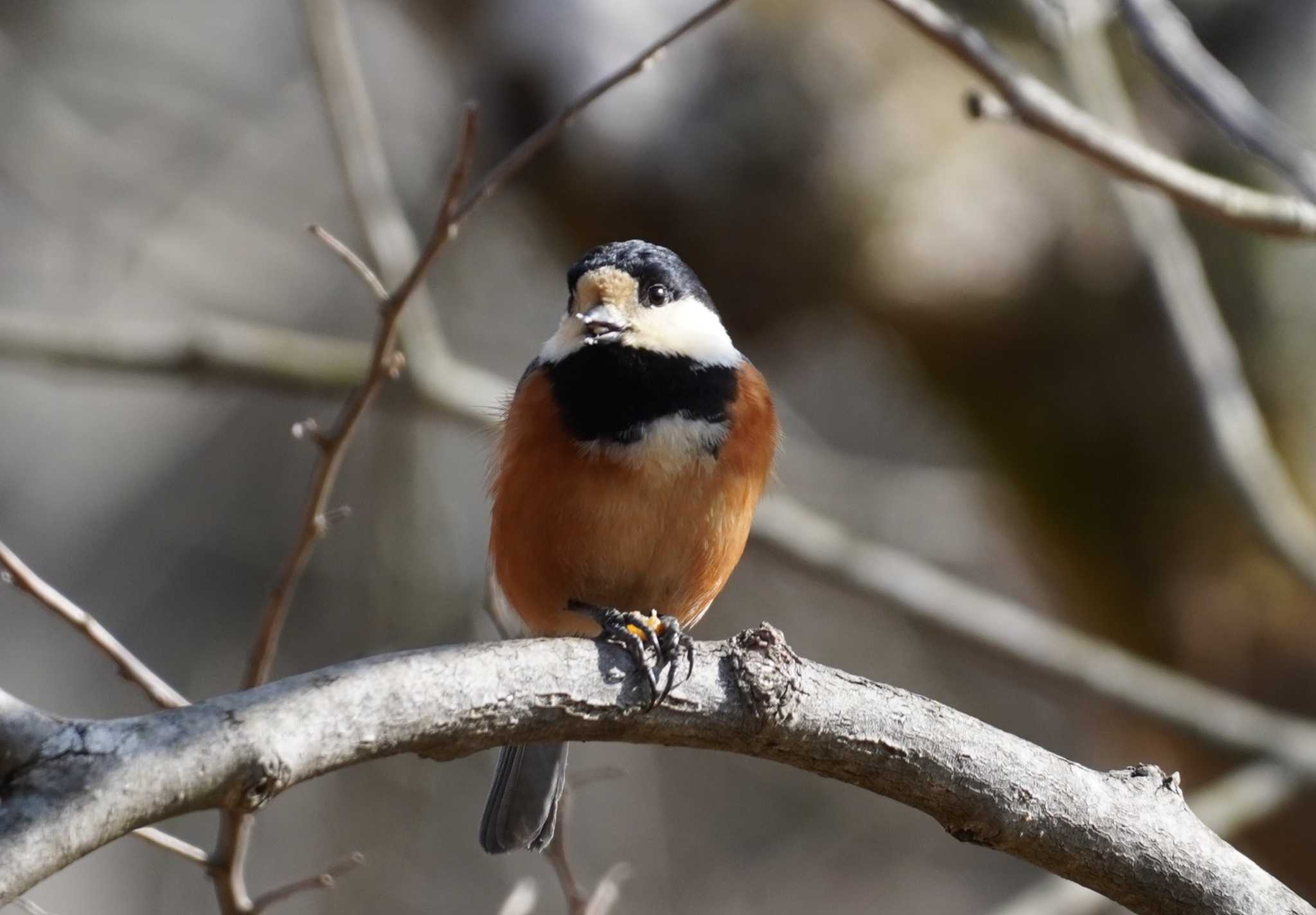 Varied Tit