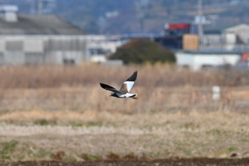 ケリ 浮島ヶ原 2024年2月12日(月)