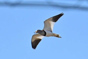 ケリ 浮島ヶ原 2024年2月12日(月)