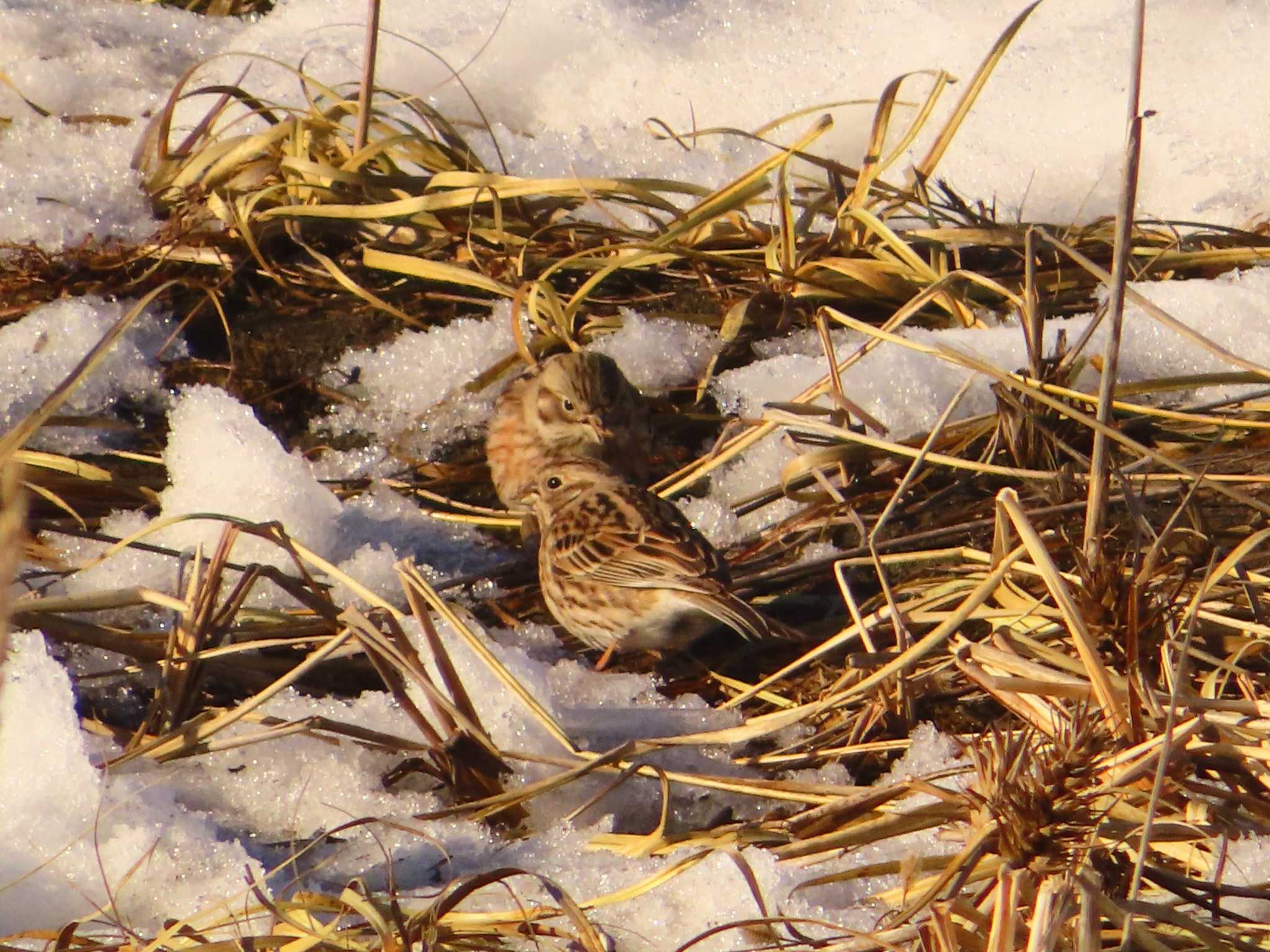 Pine Bunting