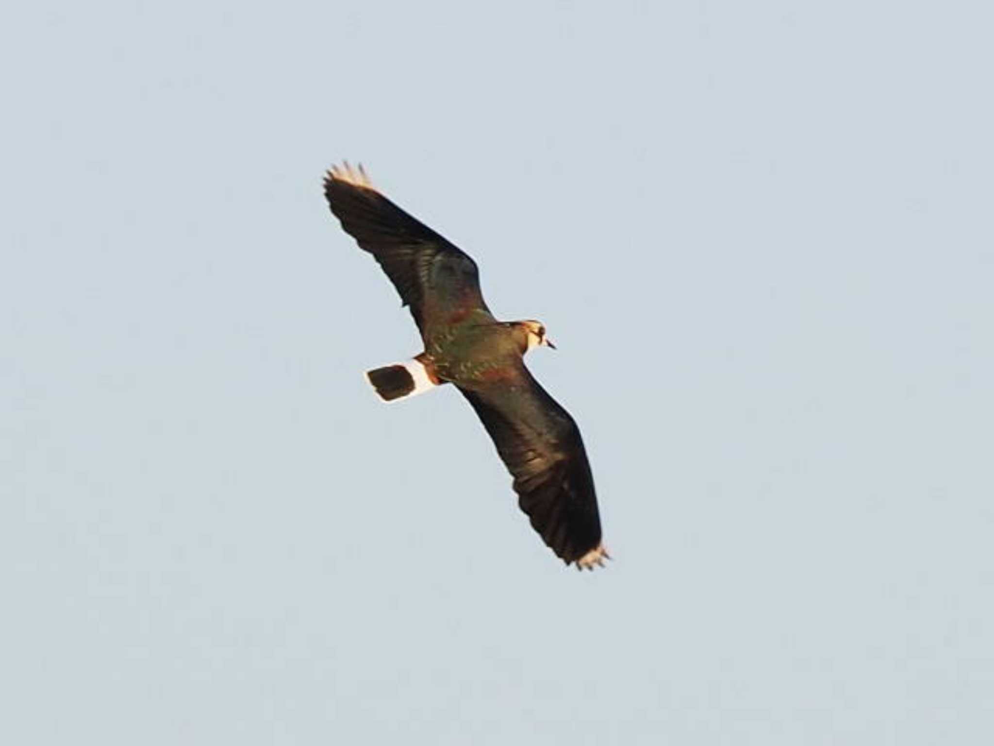 Northern Lapwing