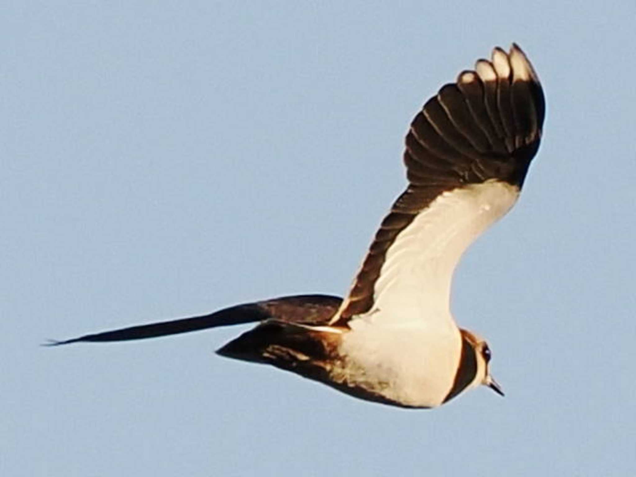 Northern Lapwing