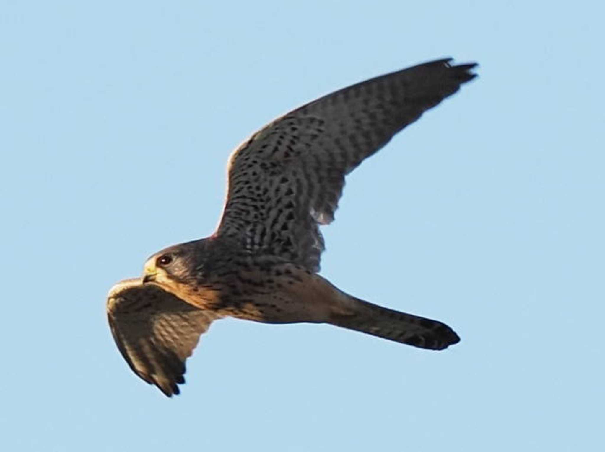 Common Kestrel