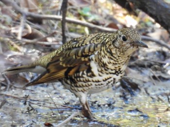 2024年2月13日(火) 各務野自然遺産の森の野鳥観察記録