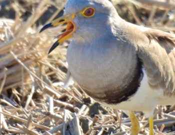 2024年2月12日(月) 愛知県愛西市立田町の野鳥観察記録