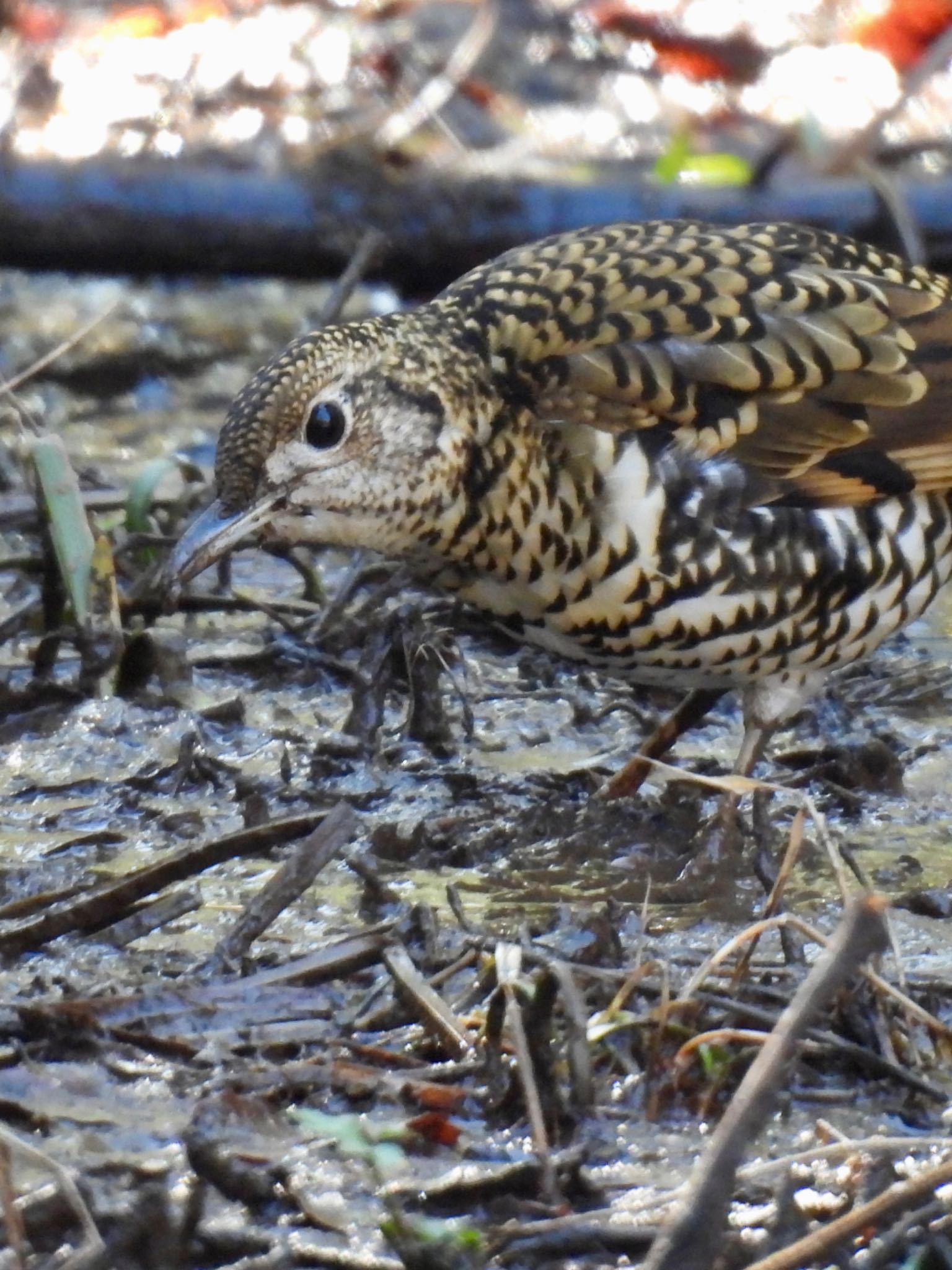 White's Thrush