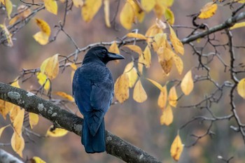 Sat, 11/17/2018 Birding report at Mikiyama Forest Park