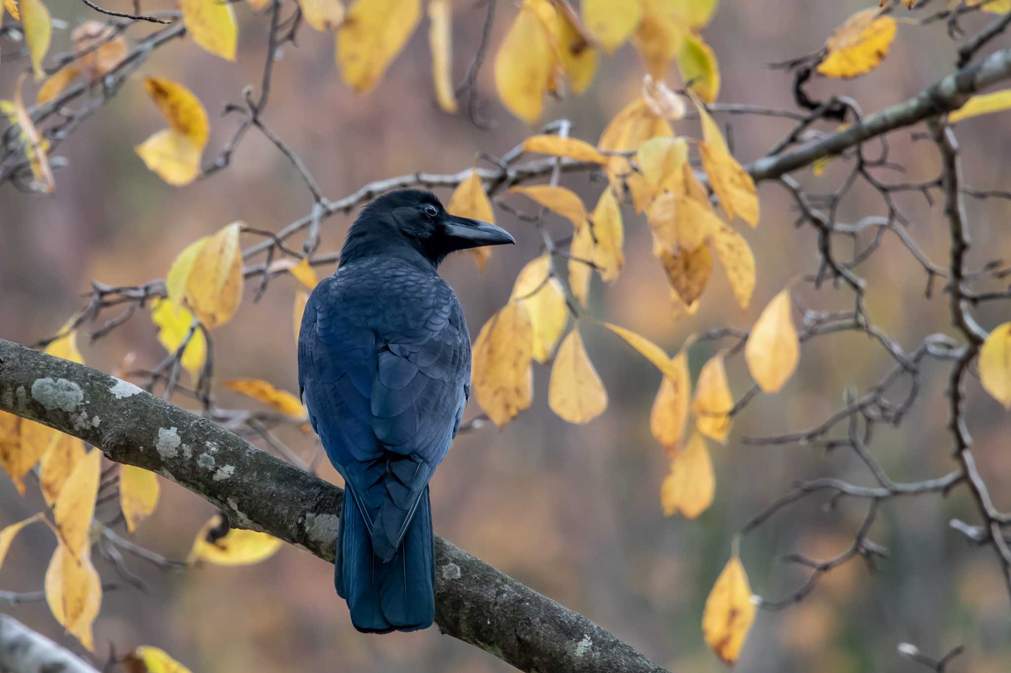 Large-billed Crow