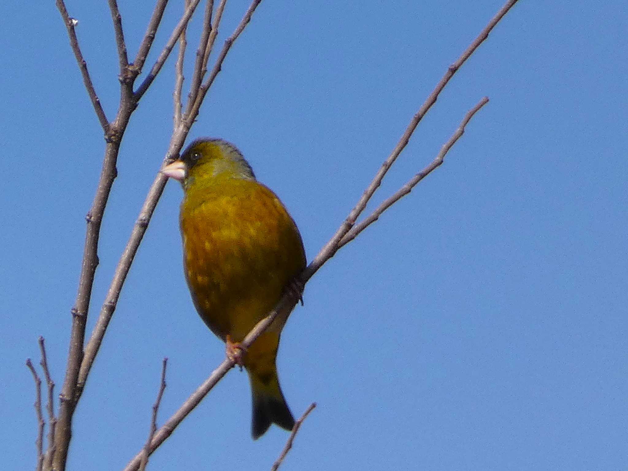 Grey-capped Greenfinch