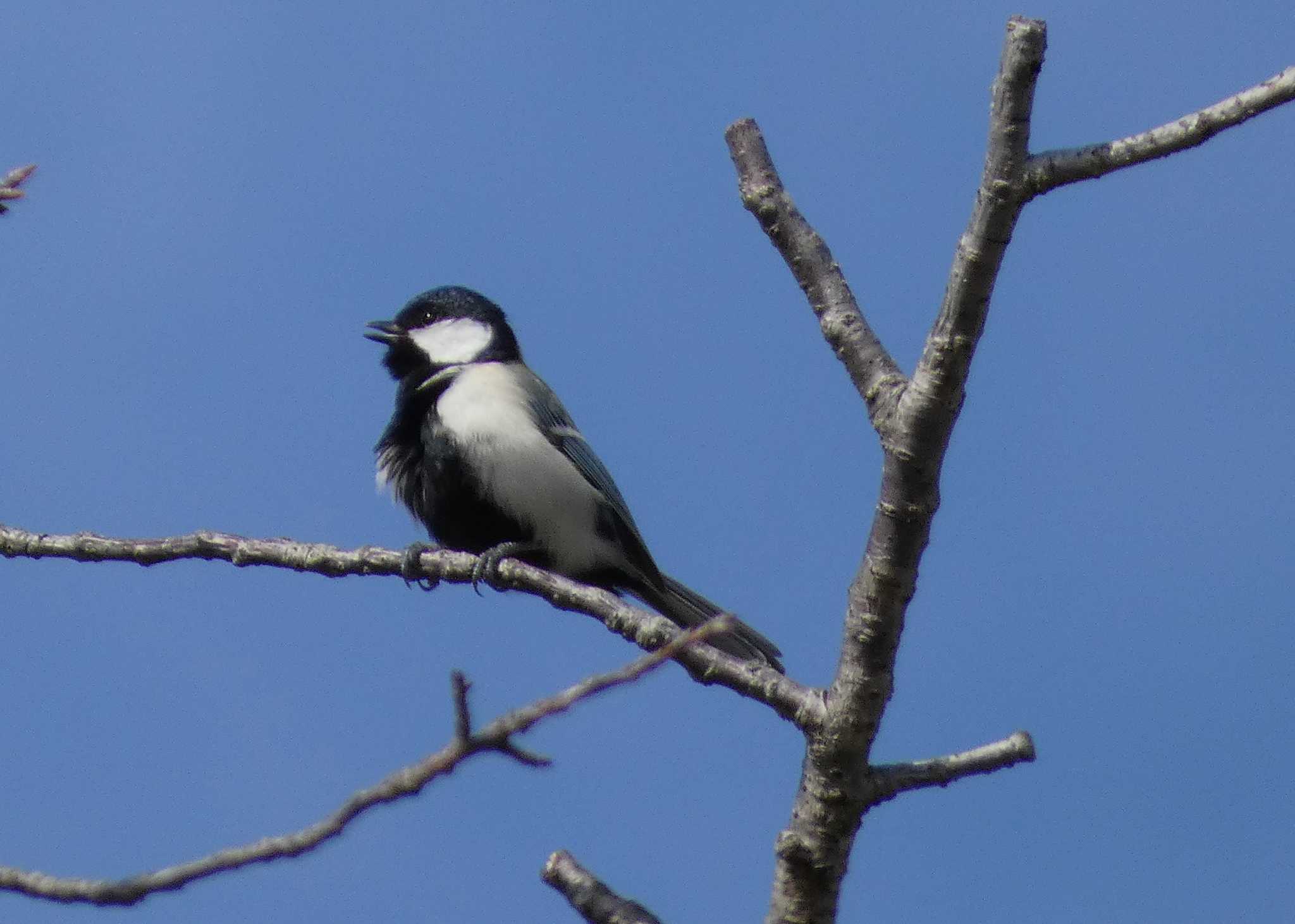 Japanese Tit