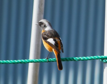 2024年2月10日(土) 裾野の野鳥観察記録