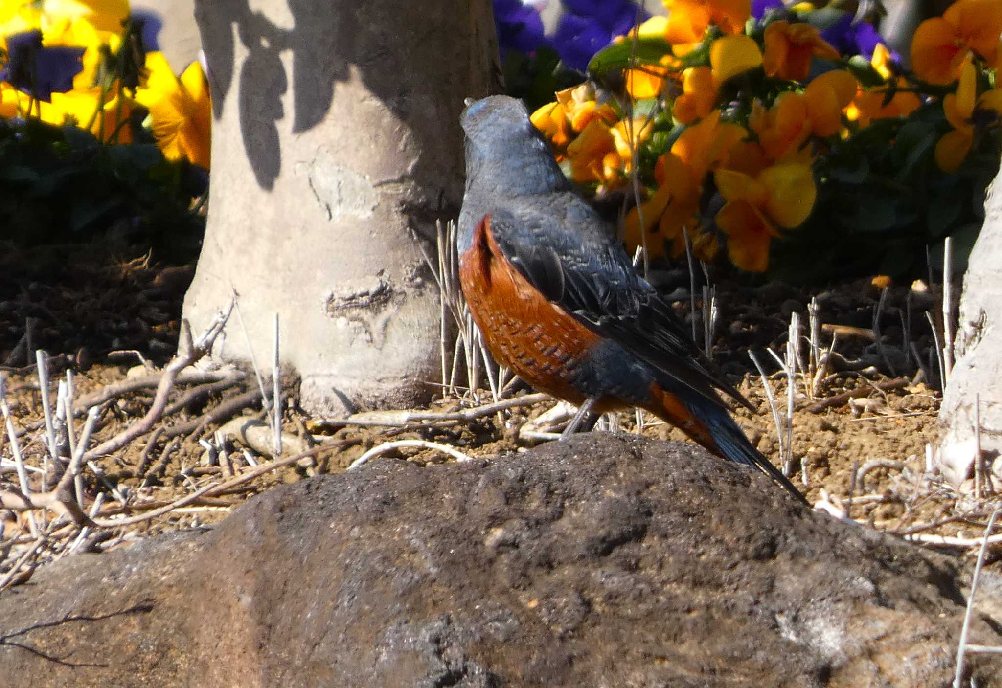 Daurian Redstart