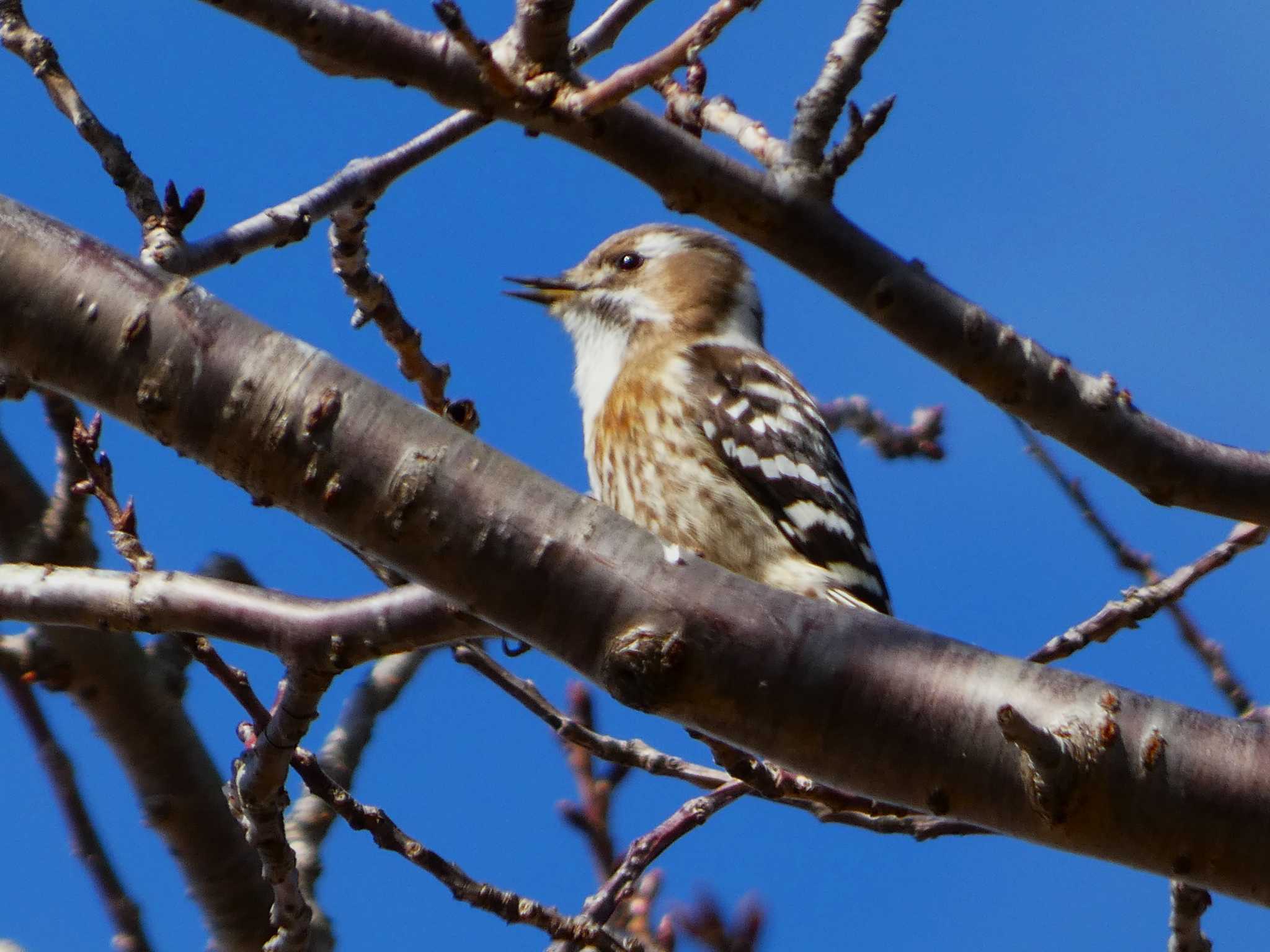 Japanese Pygmy Woodpecker