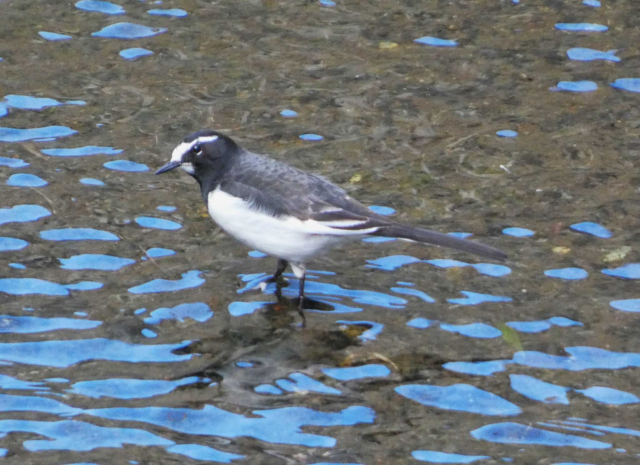 Japanese Wagtail