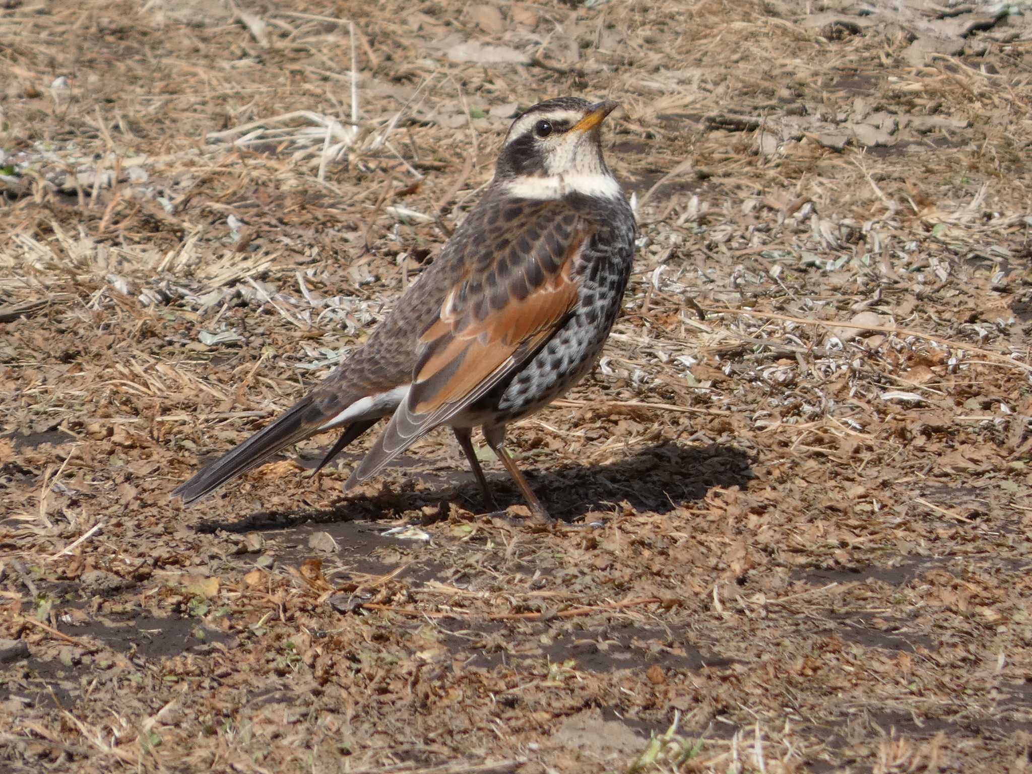 Dusky Thrush