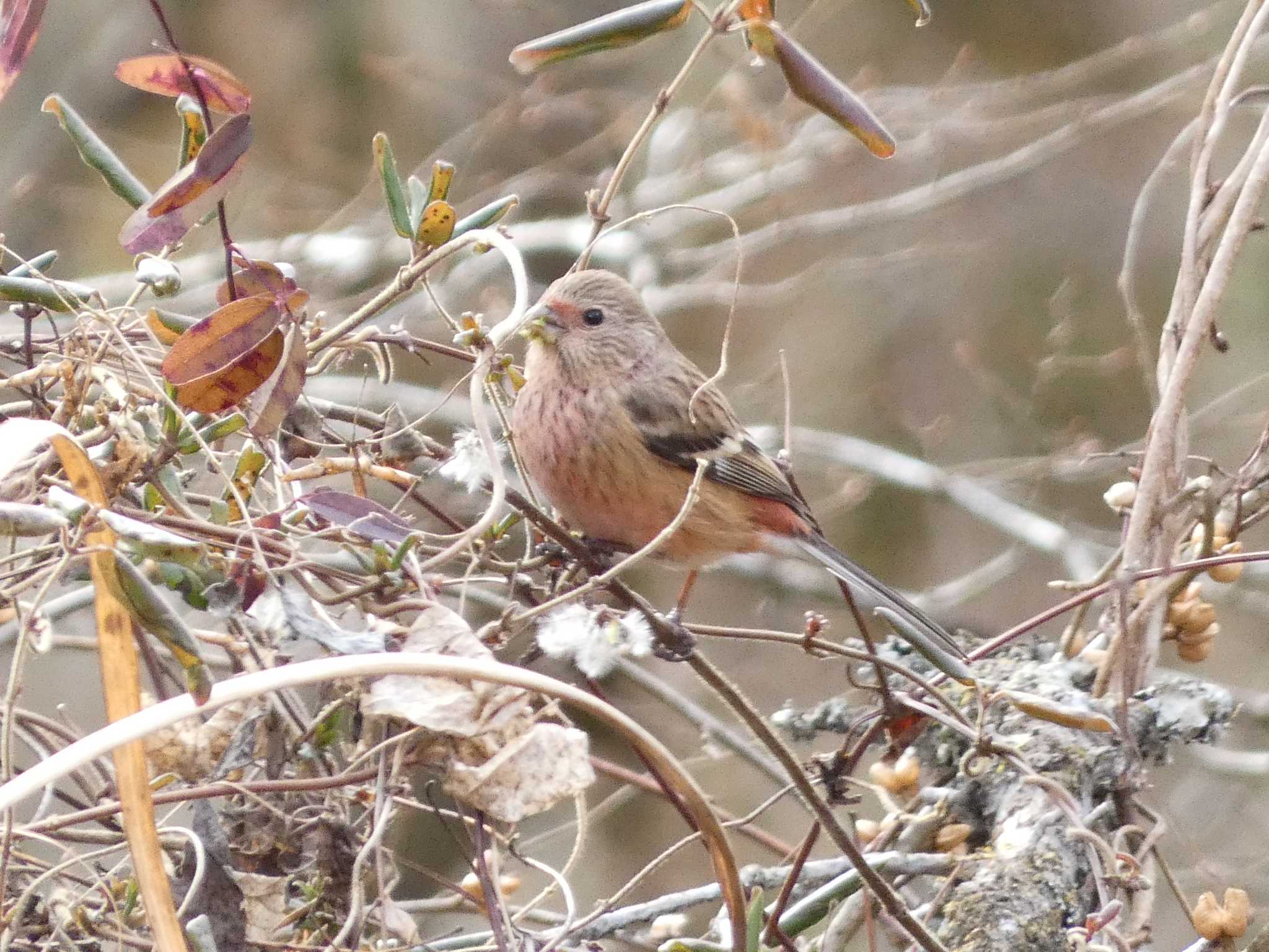 Photo of Siberian Long-tailed Rosefinch at 丸火自然公園 by koshi