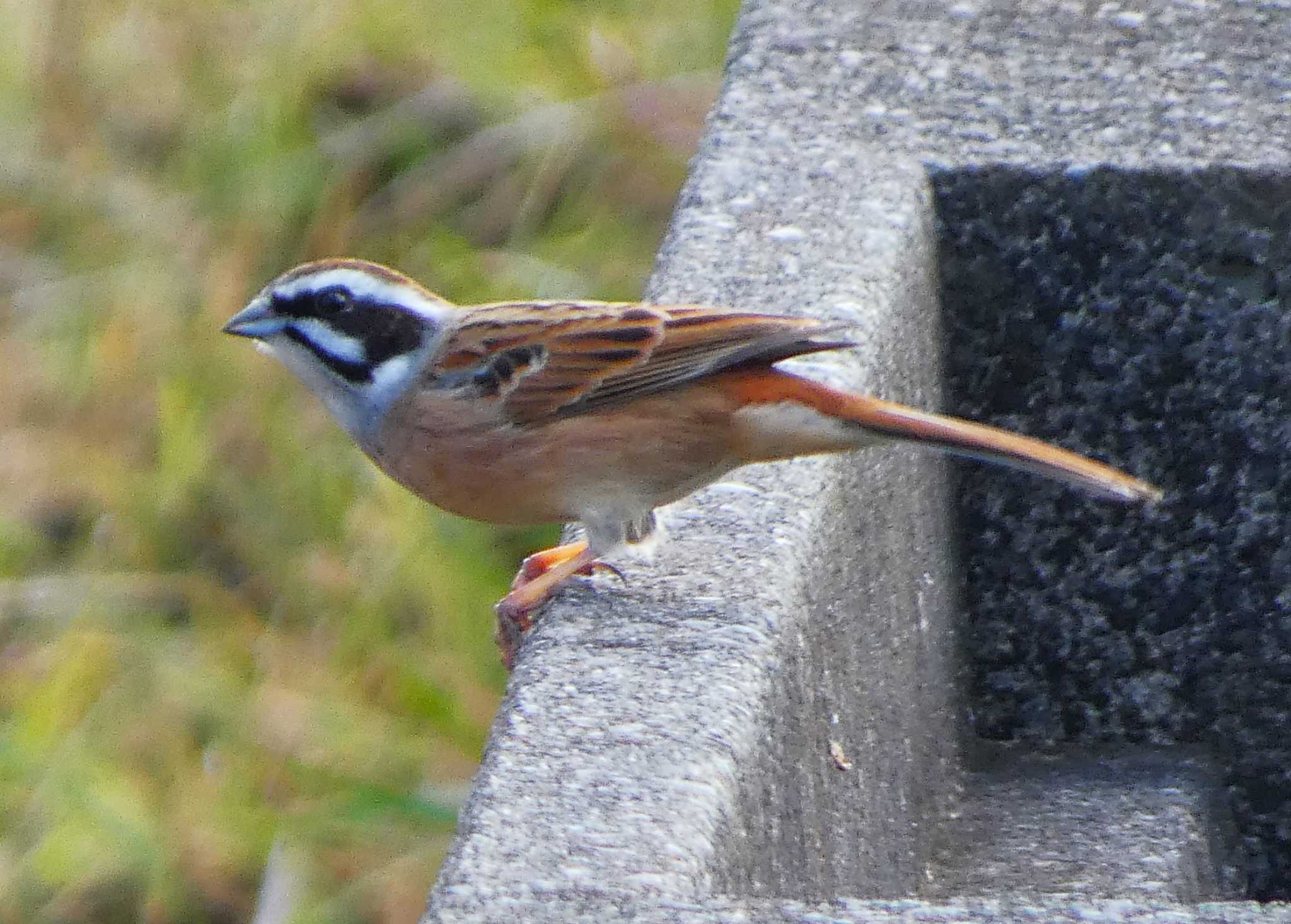 Meadow Bunting