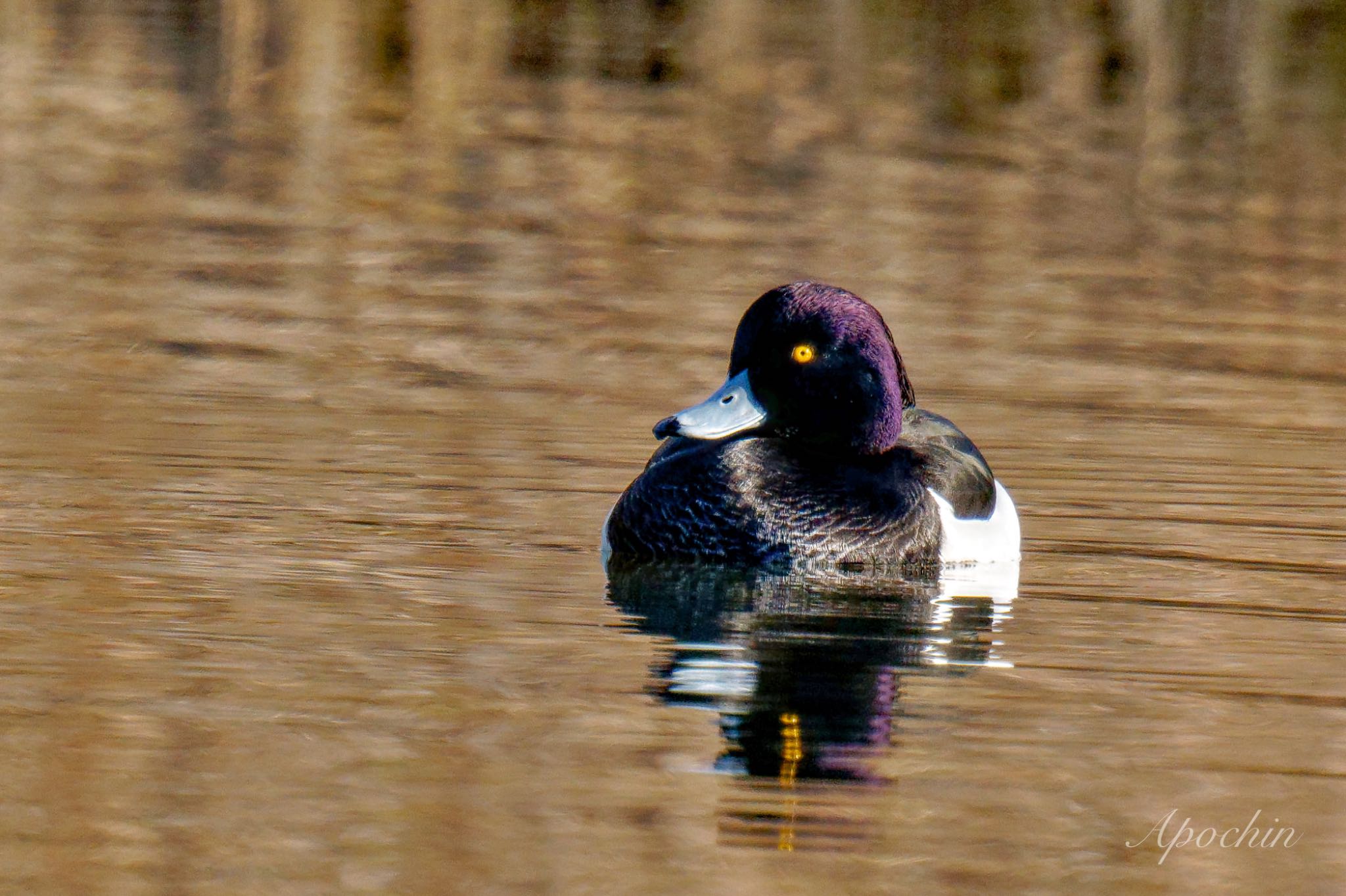 Tufted Duck