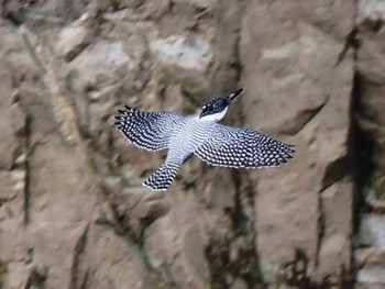 2023年12月6日(水) 曲渕ダム(福岡県)の野鳥観察記録