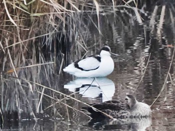 Pied Avocet 今津干潟 Tue, 12/5/2023