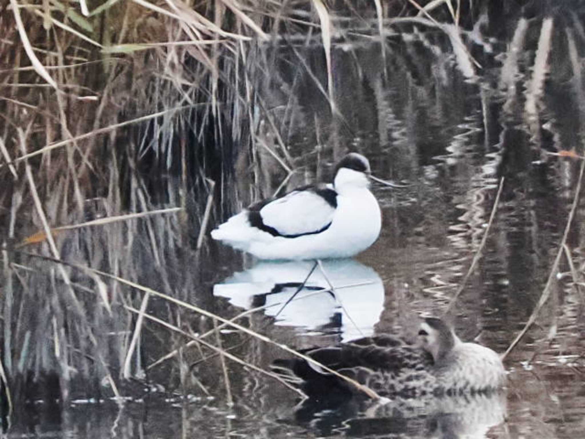 Pied Avocet